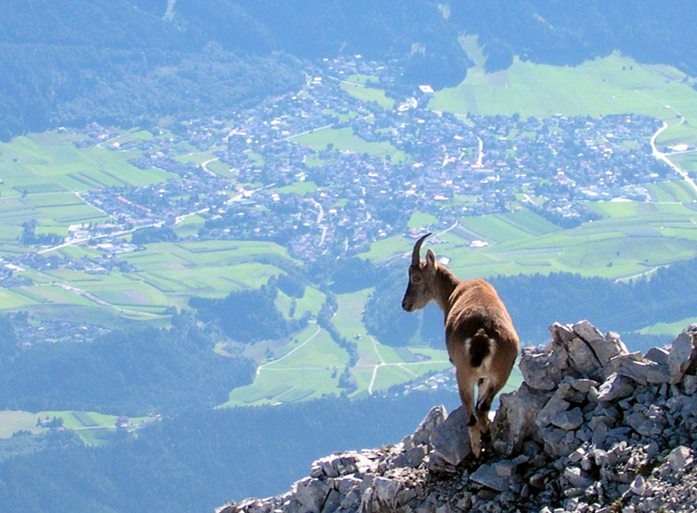 capricorn